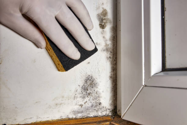 Trusted Sumter, SC Mold Removal Experts